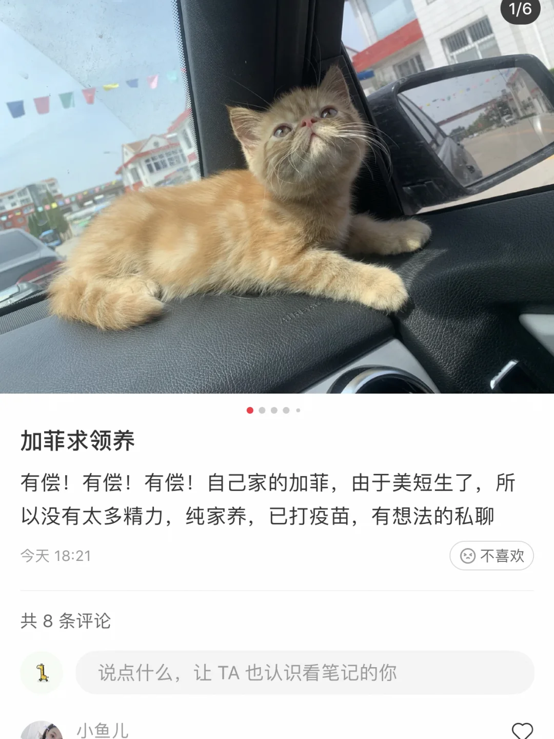 求购加菲猫，最好是这个样子的