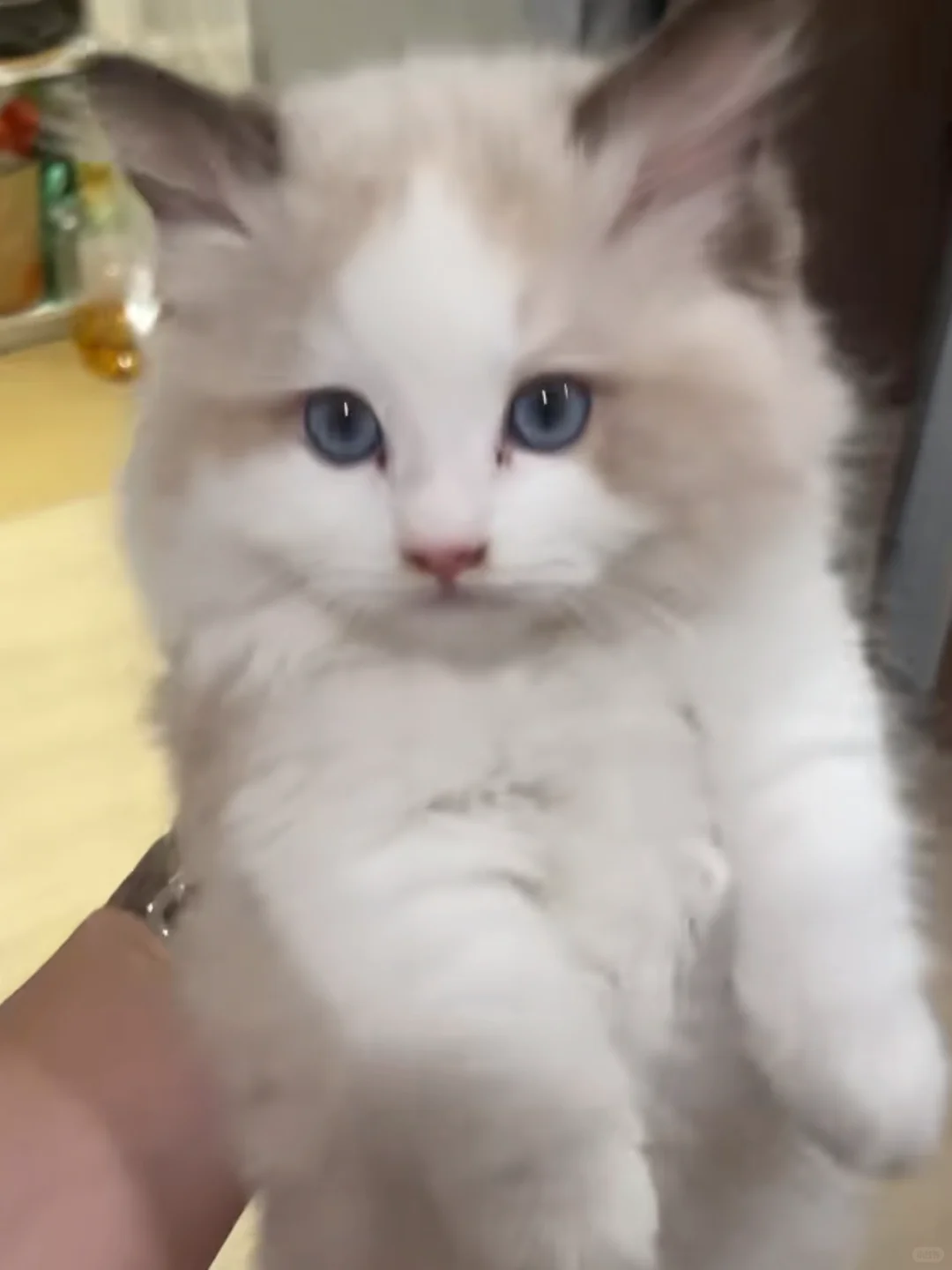 求购一只小布偶猫