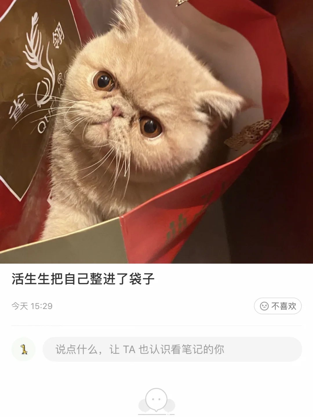 求购加菲猫，最好是这个样子的