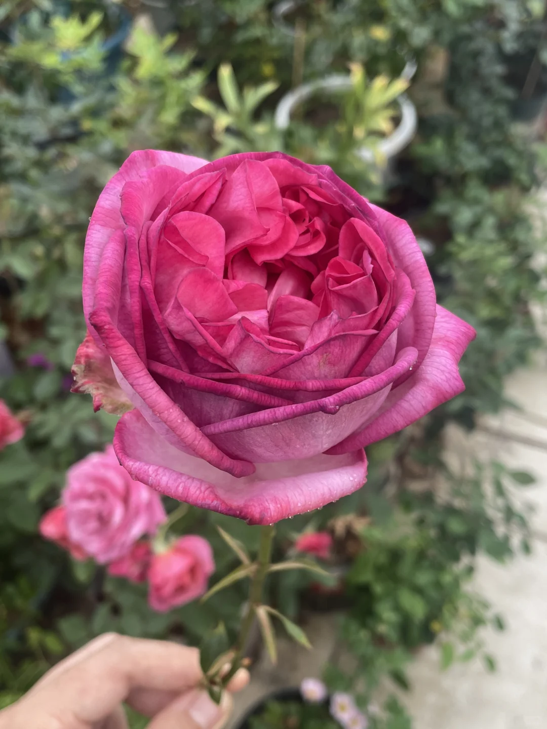 伊芙妖艳