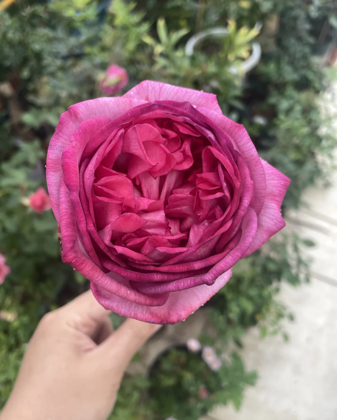 伊芙妖艳