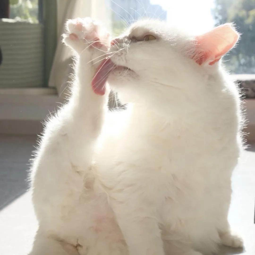 一日一猫•第160日 原来猫可以妖娆成这样