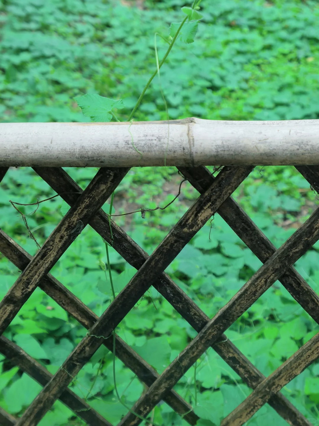 那日烟雨朦胧☔️