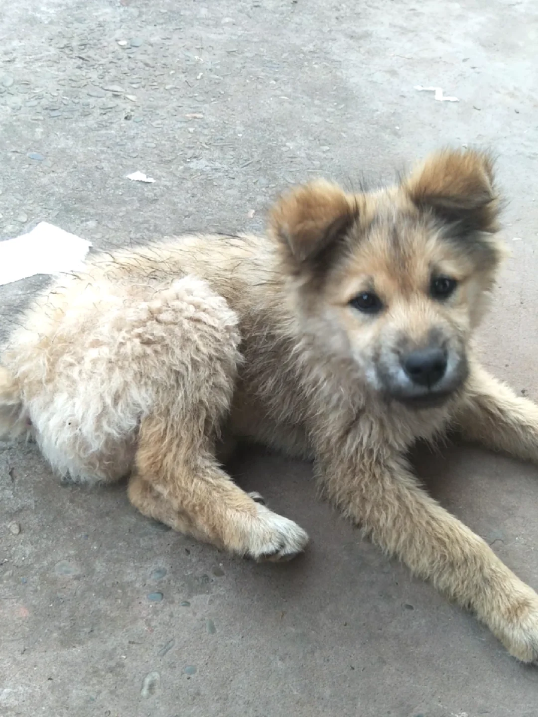 求购与童年里爱犬相似的狗狗