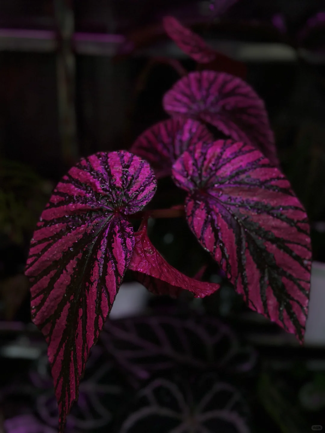 挑战全网的妖艳植物，妖艳选美大赛