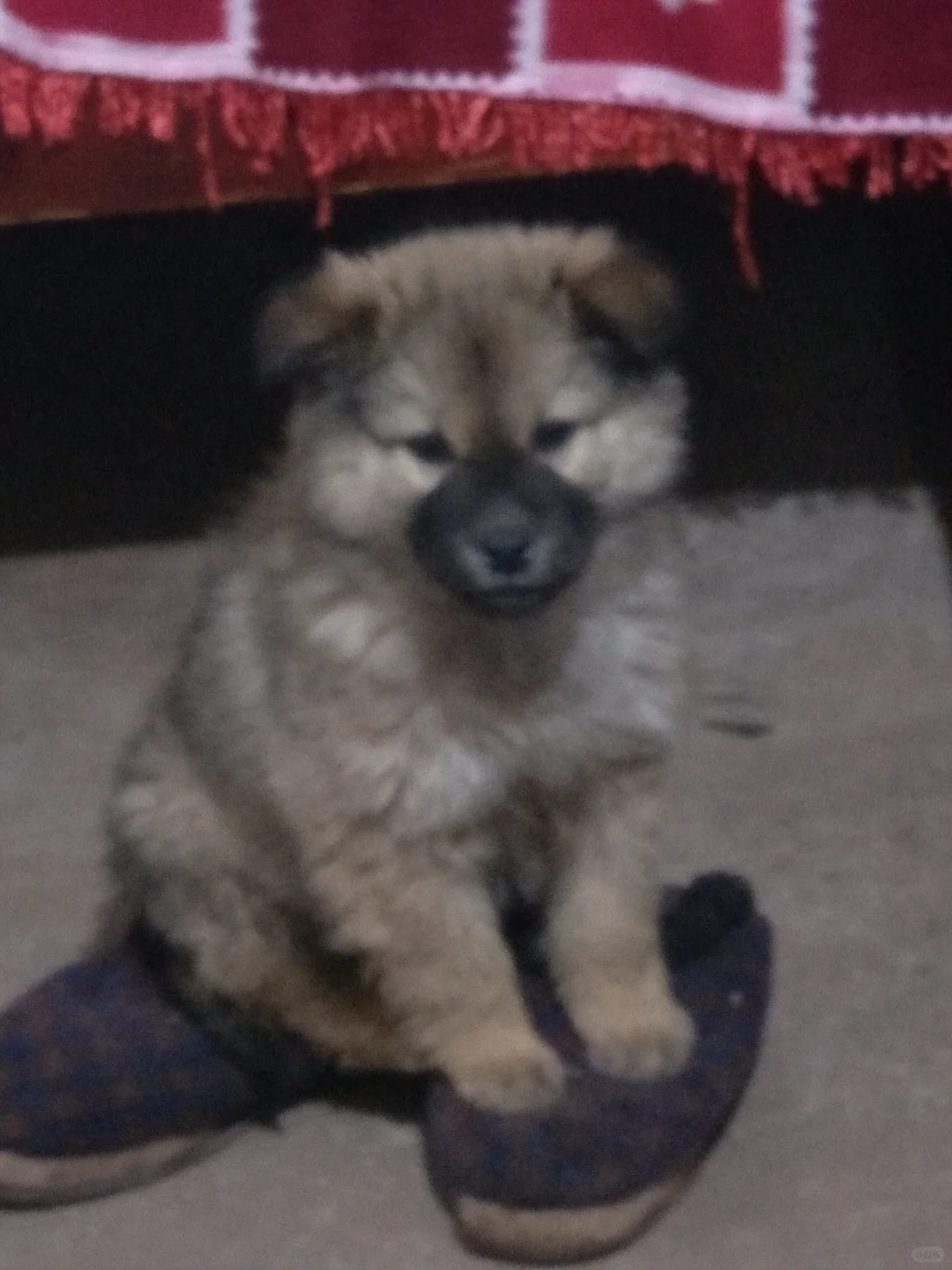 求购与童年里爱犬相似的狗狗