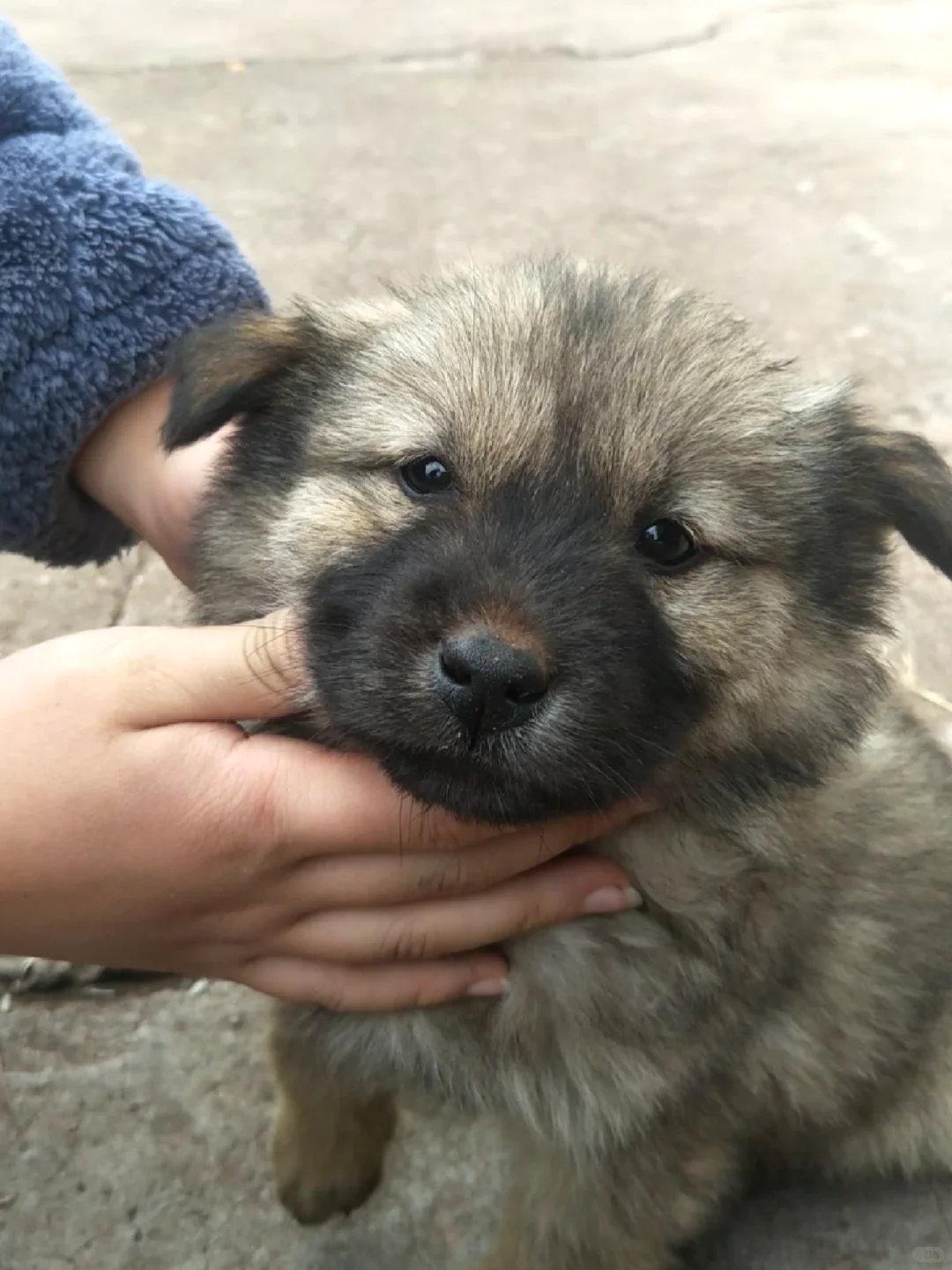 求购与童年里爱犬相似的狗狗