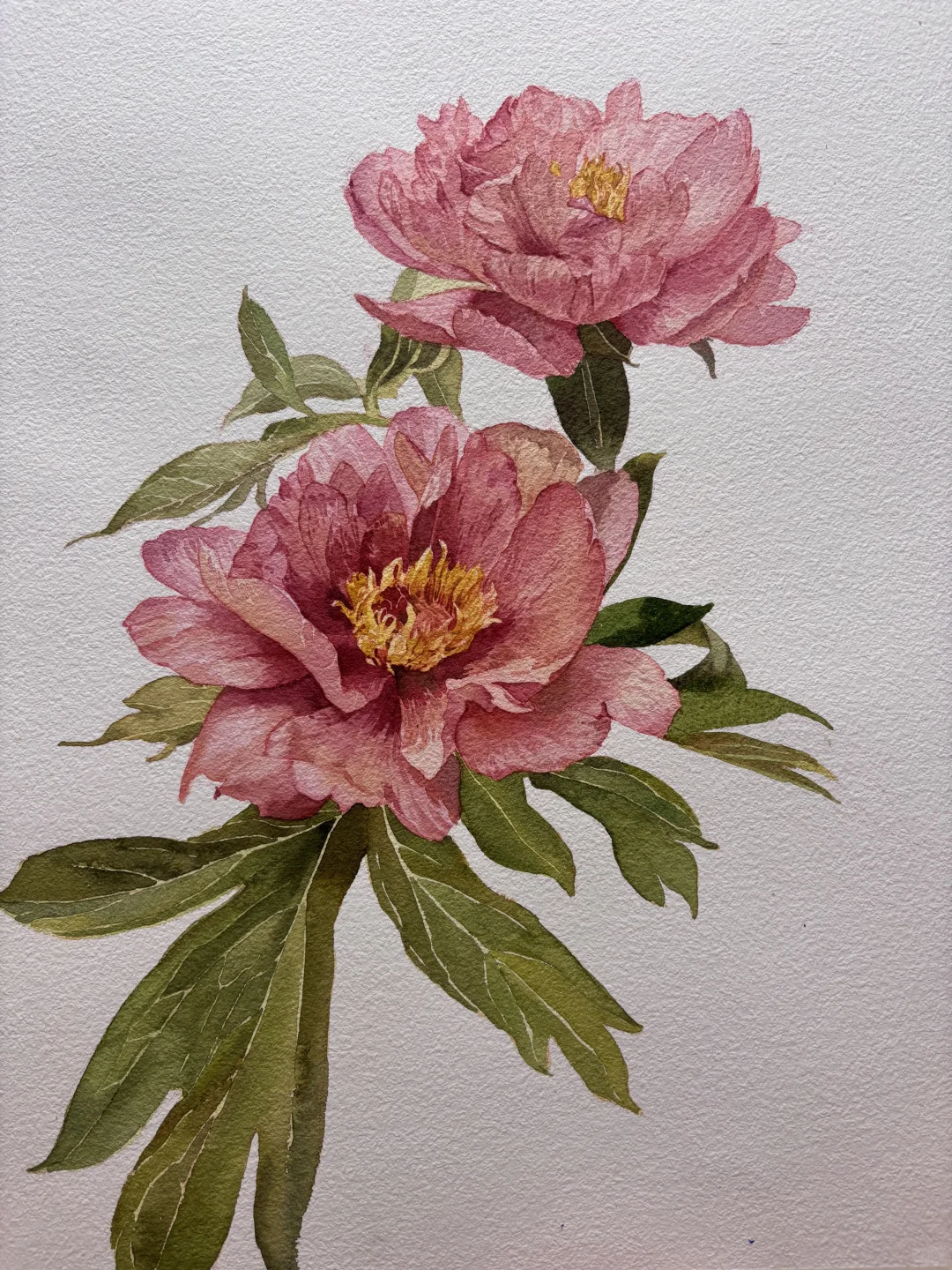 水彩花卉| 娇艳花花