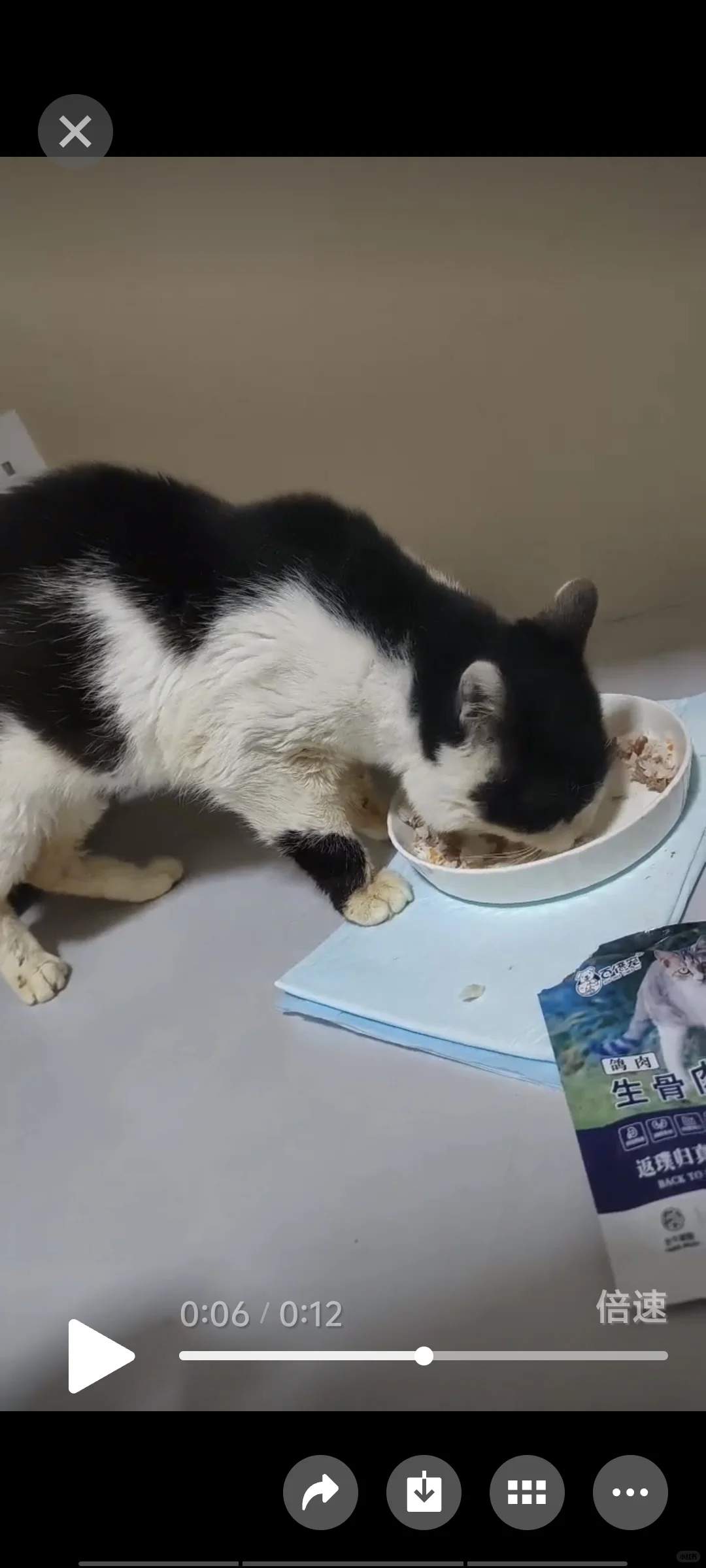 二.猫丢俩月找回的经验！希望能替大家避雷
