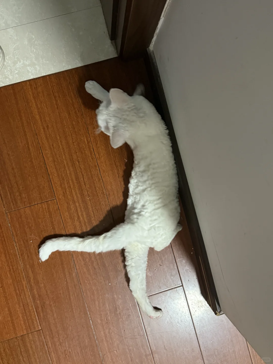 妖娆小咪