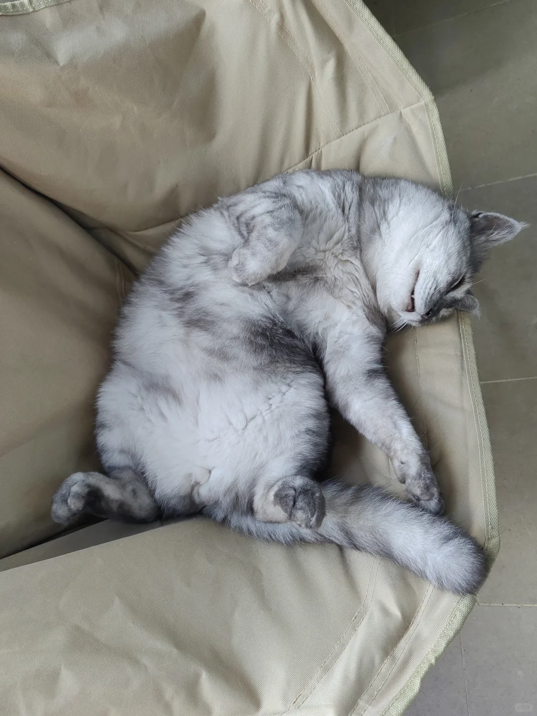 妖娆的睡姿。来比比谁家的猫睡姿最妖娆