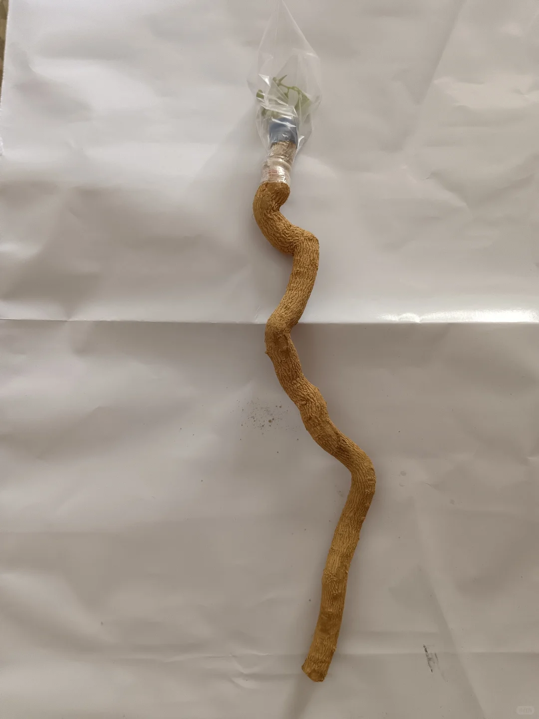 妖娆的根嫁接最爱的香槟