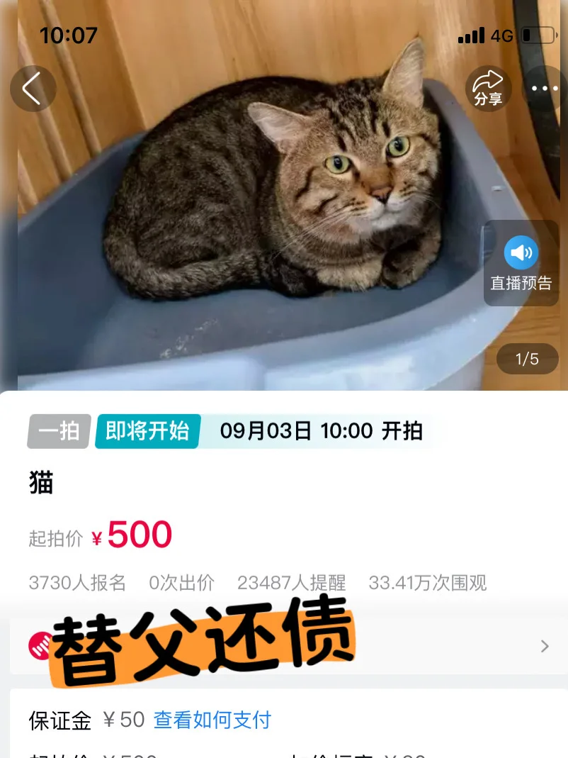 震惊！本喵的KPI竟被一只猫卷飞了！
