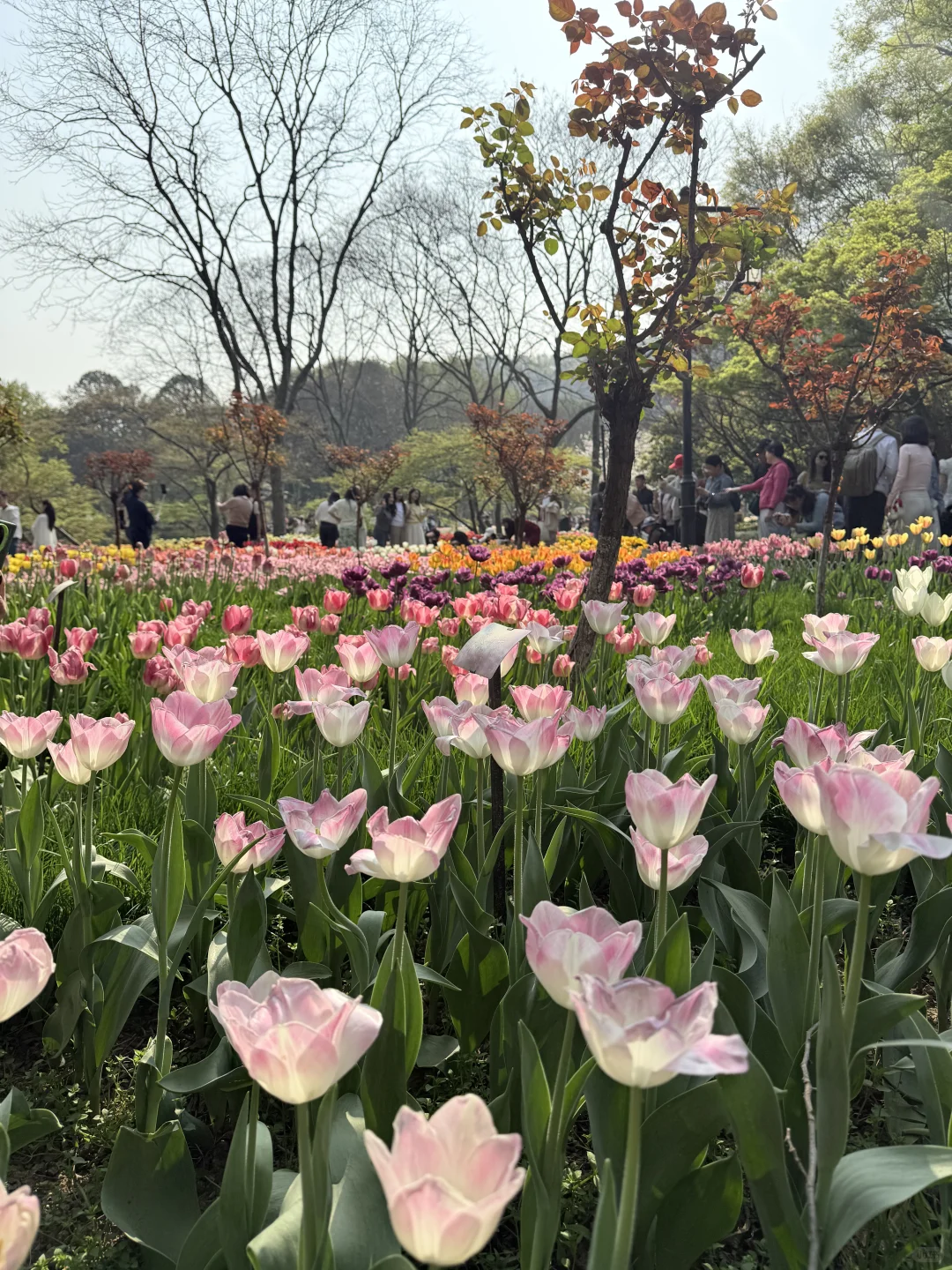 花，你们在勾引我