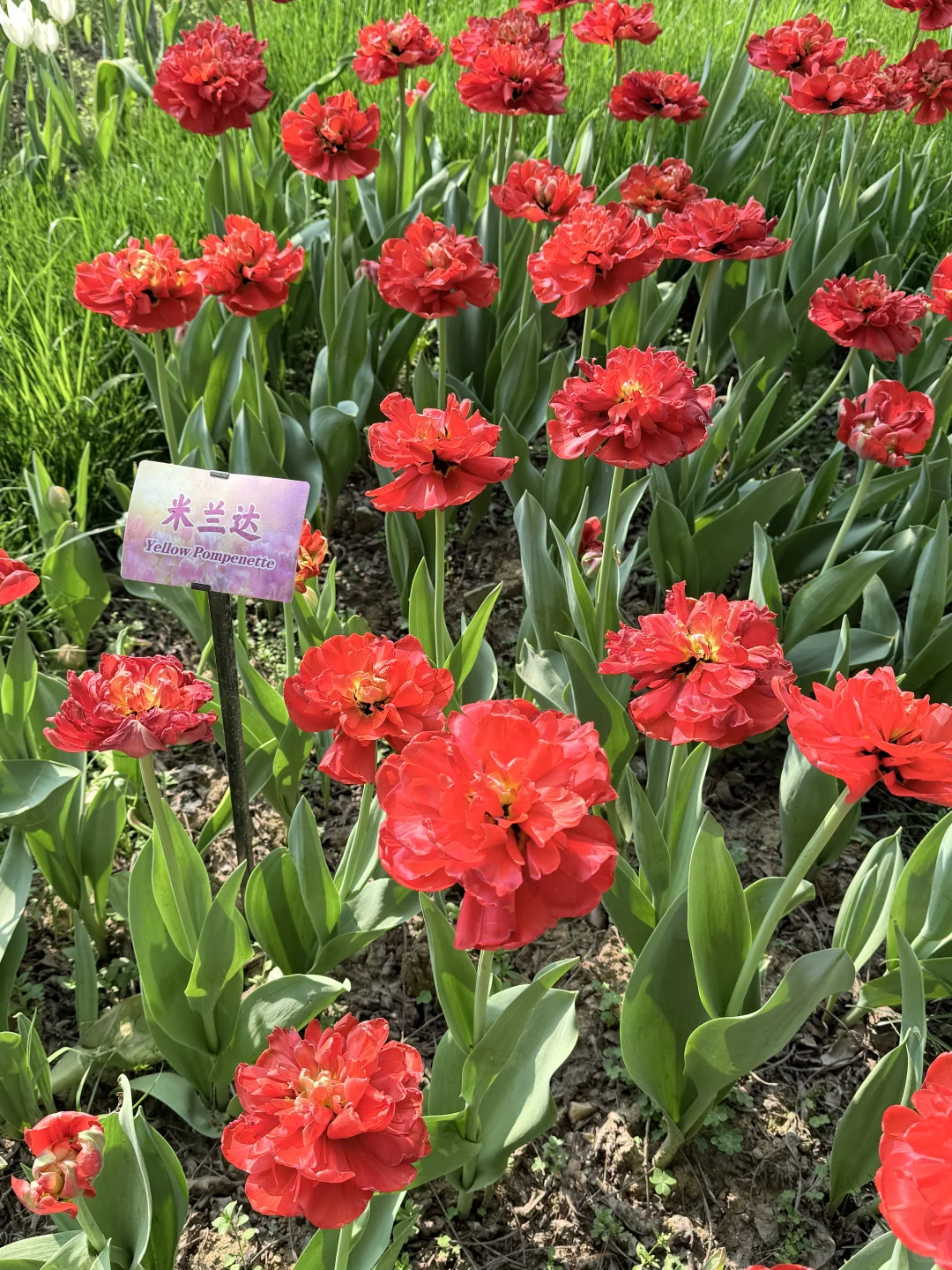 花，你们在勾引我