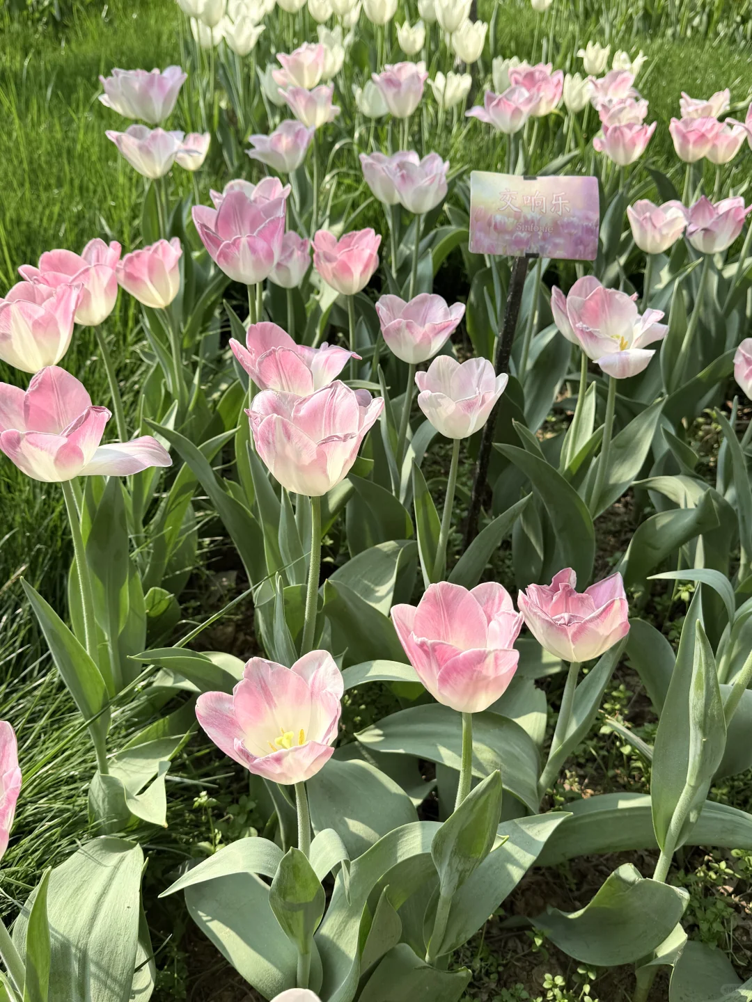 花，你们在勾引我