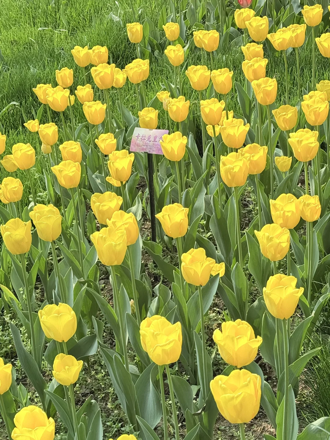 花，你们在勾引我
