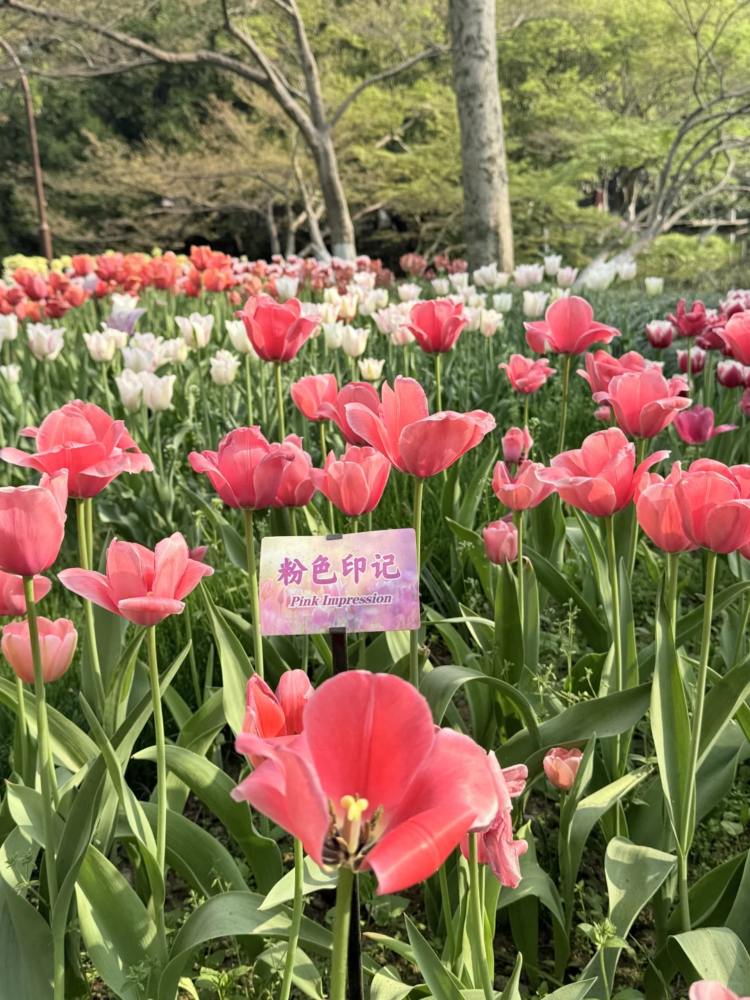 花，你们在勾引我