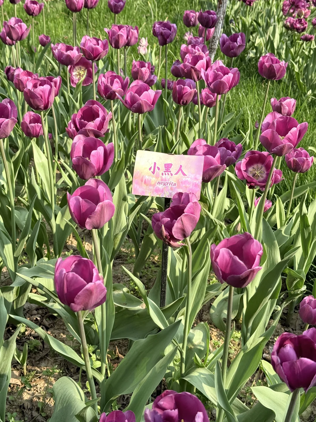 花，你们在勾引我