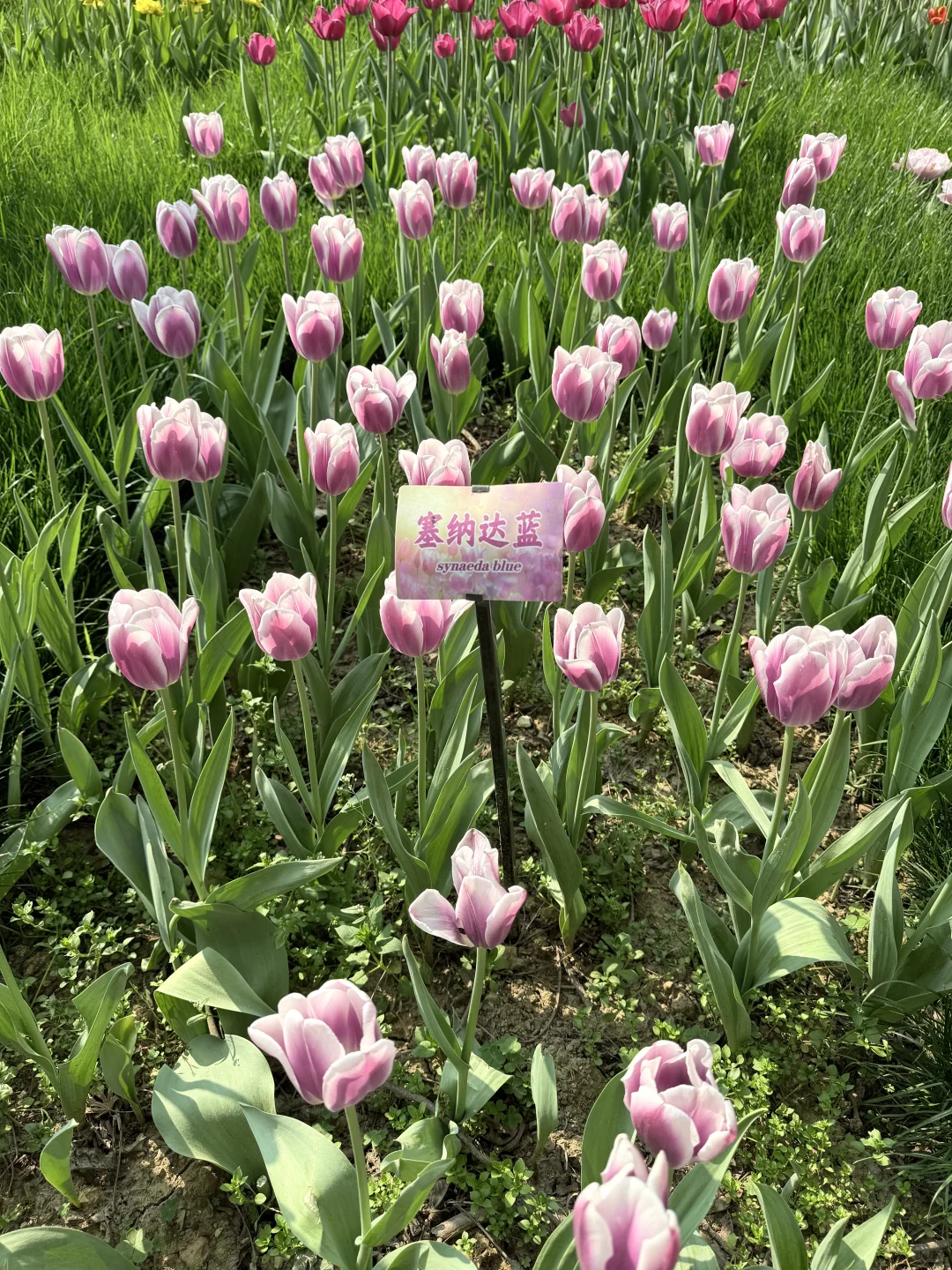 花，你们在勾引我