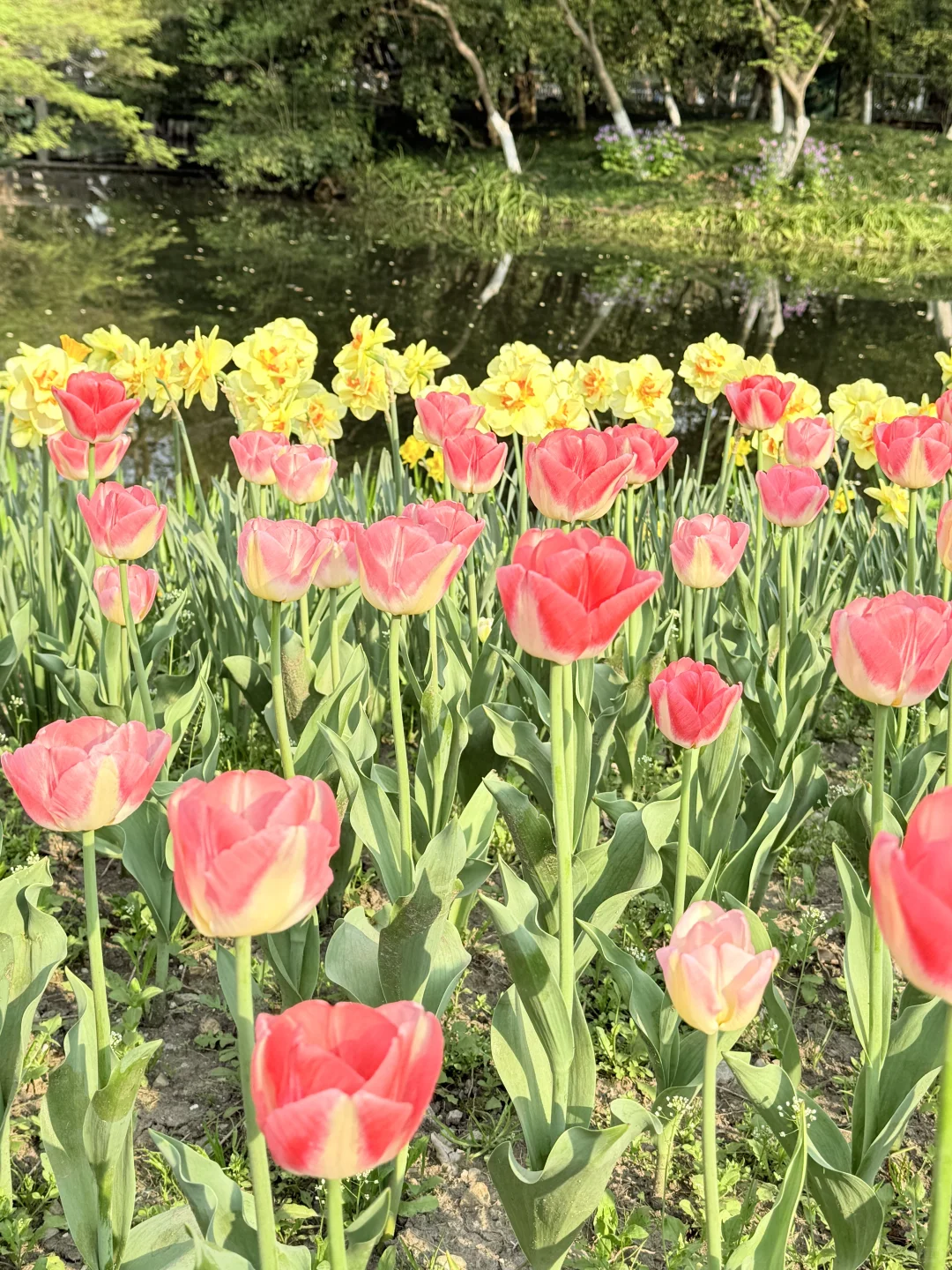 花，你们在勾引我
