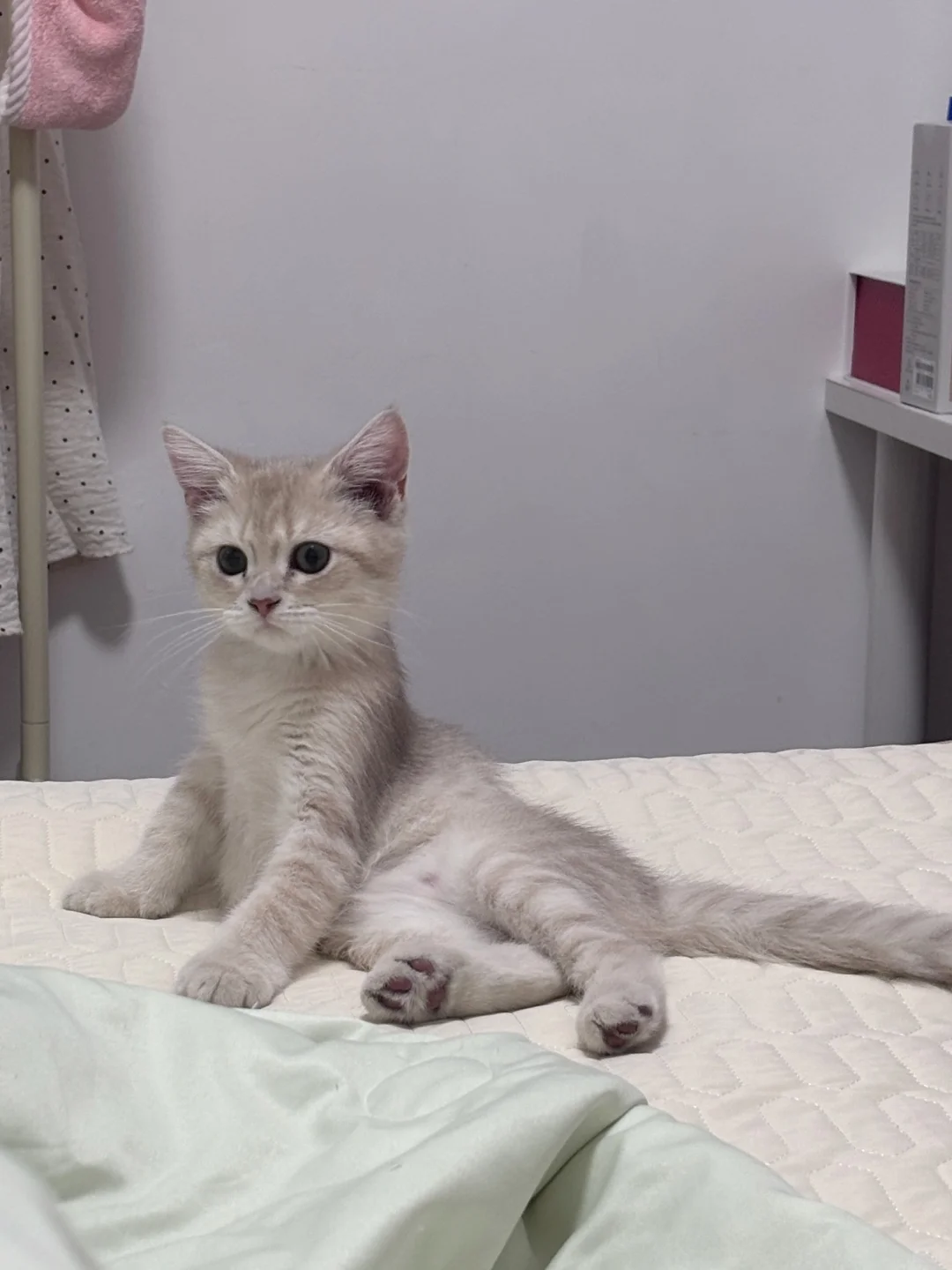 小猫到家第二天，这也太妖娆了吧