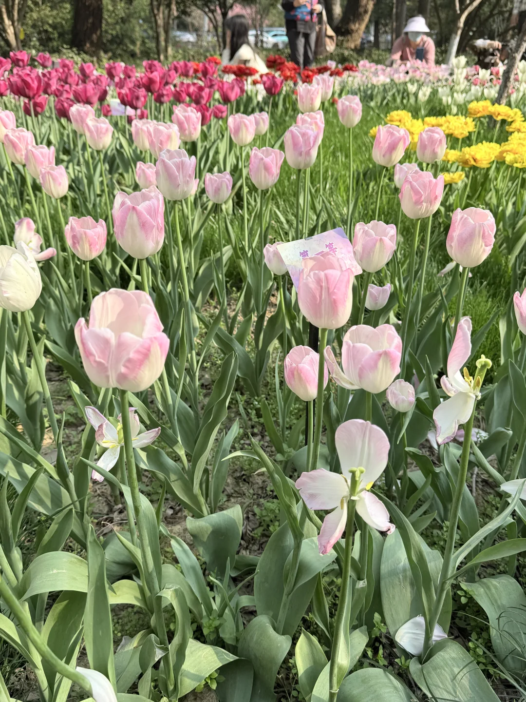 花，你们在勾引我