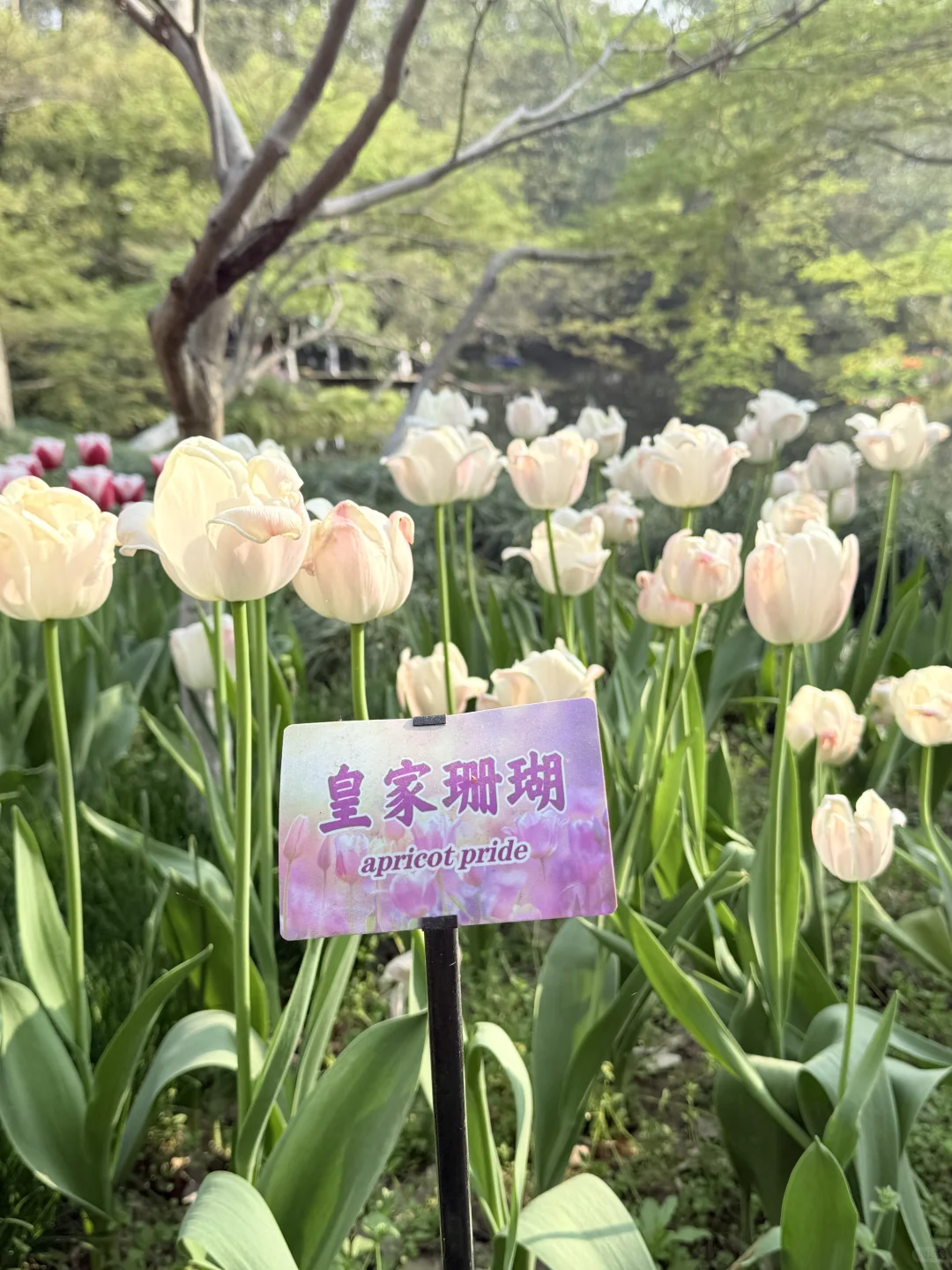 花，你们在勾引我