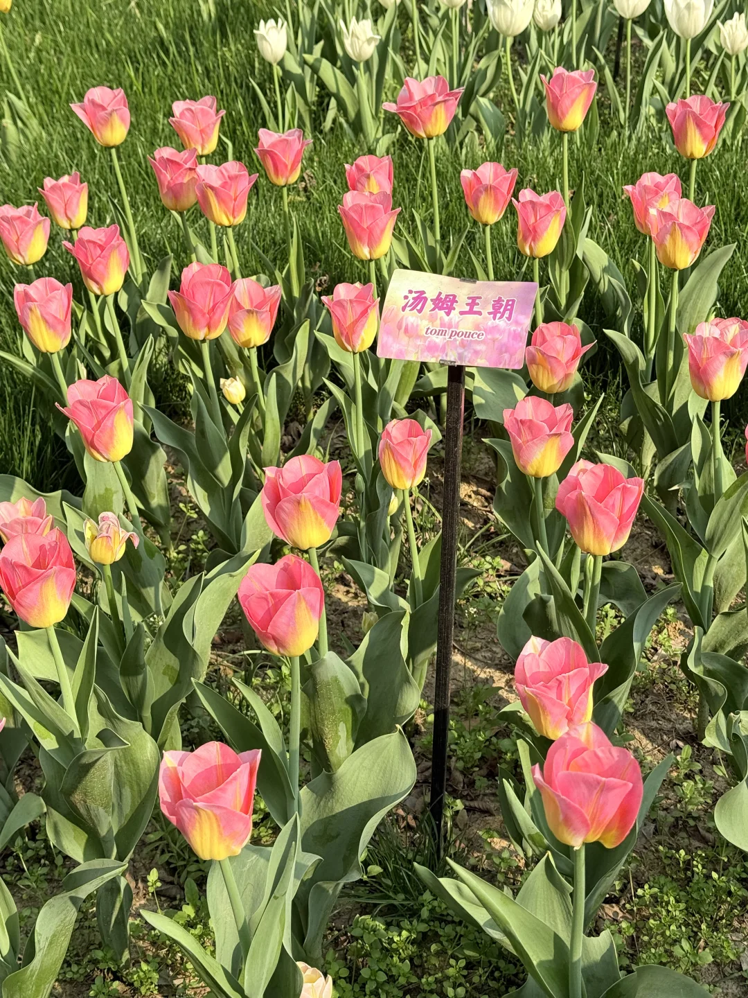 花，你们在勾引我