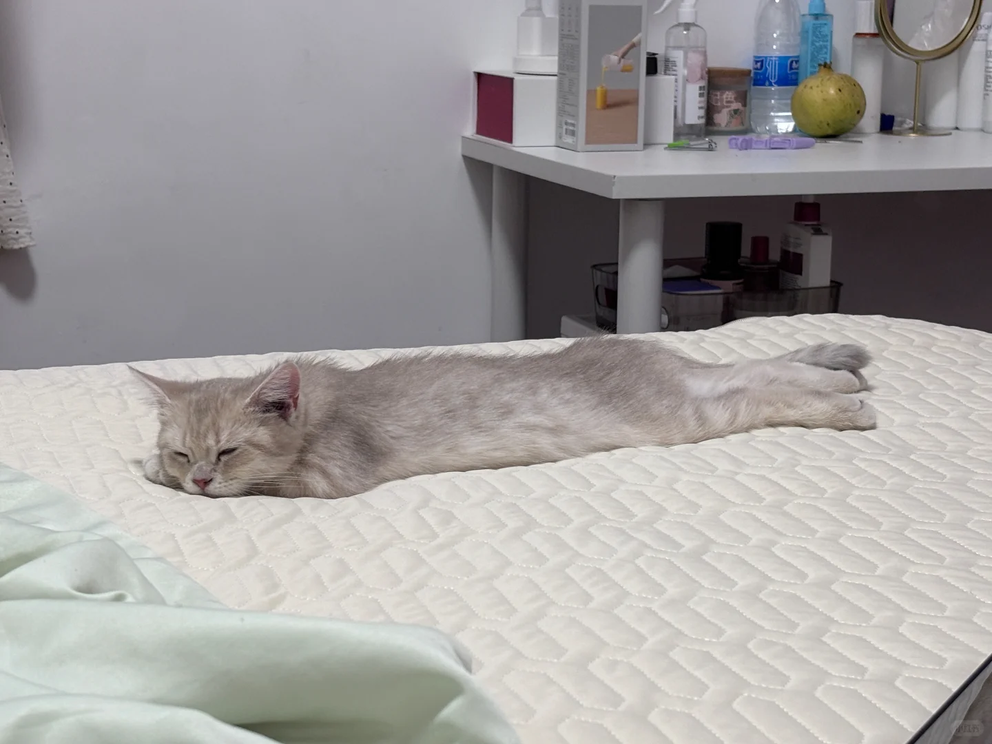小猫到家第二天，这也太妖娆了吧