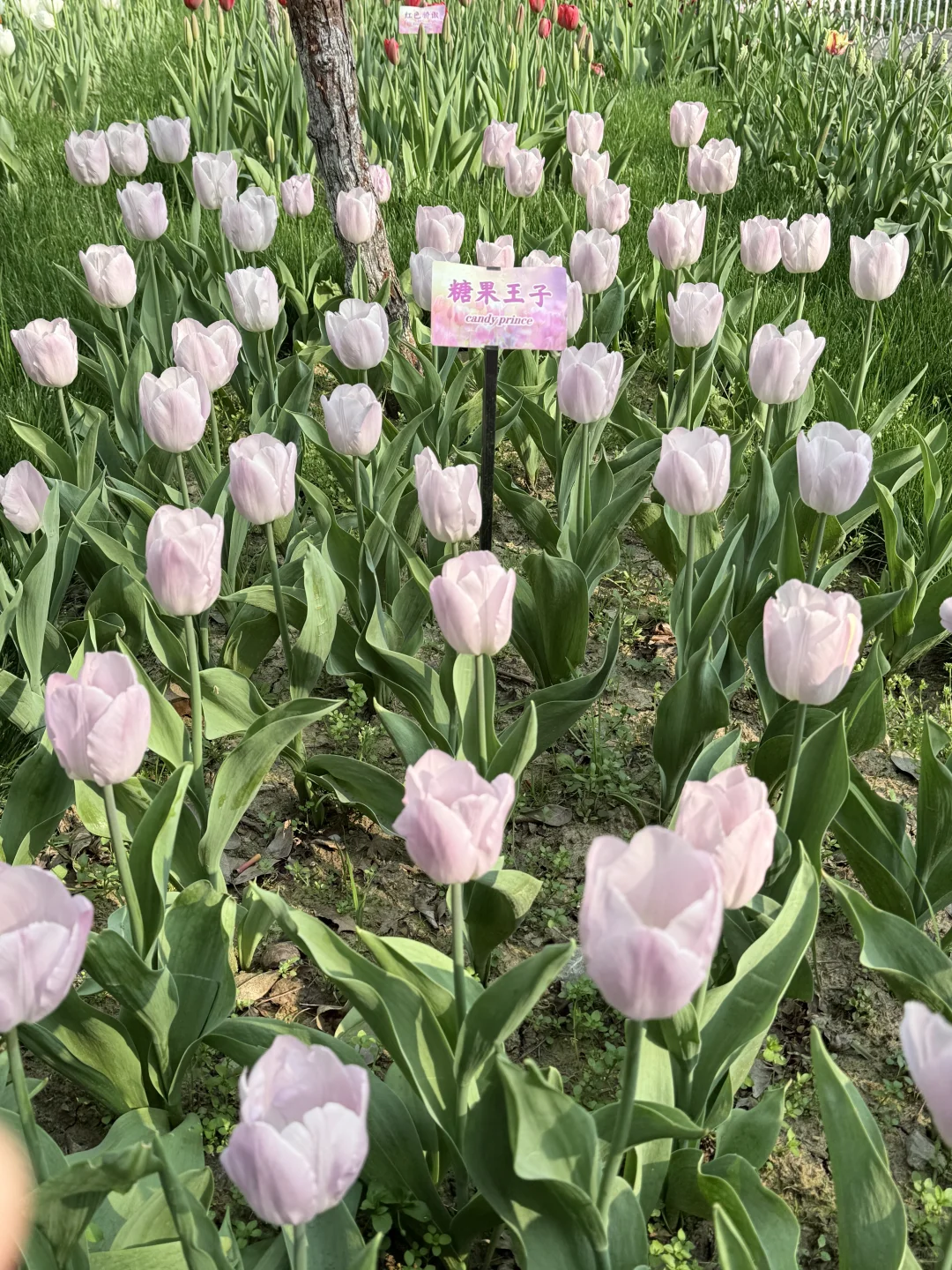 花，你们在勾引我