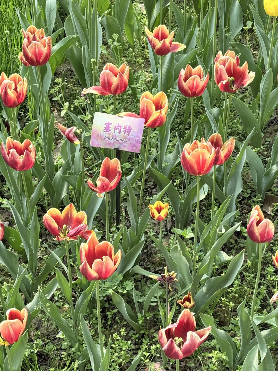 花，你们在勾引我