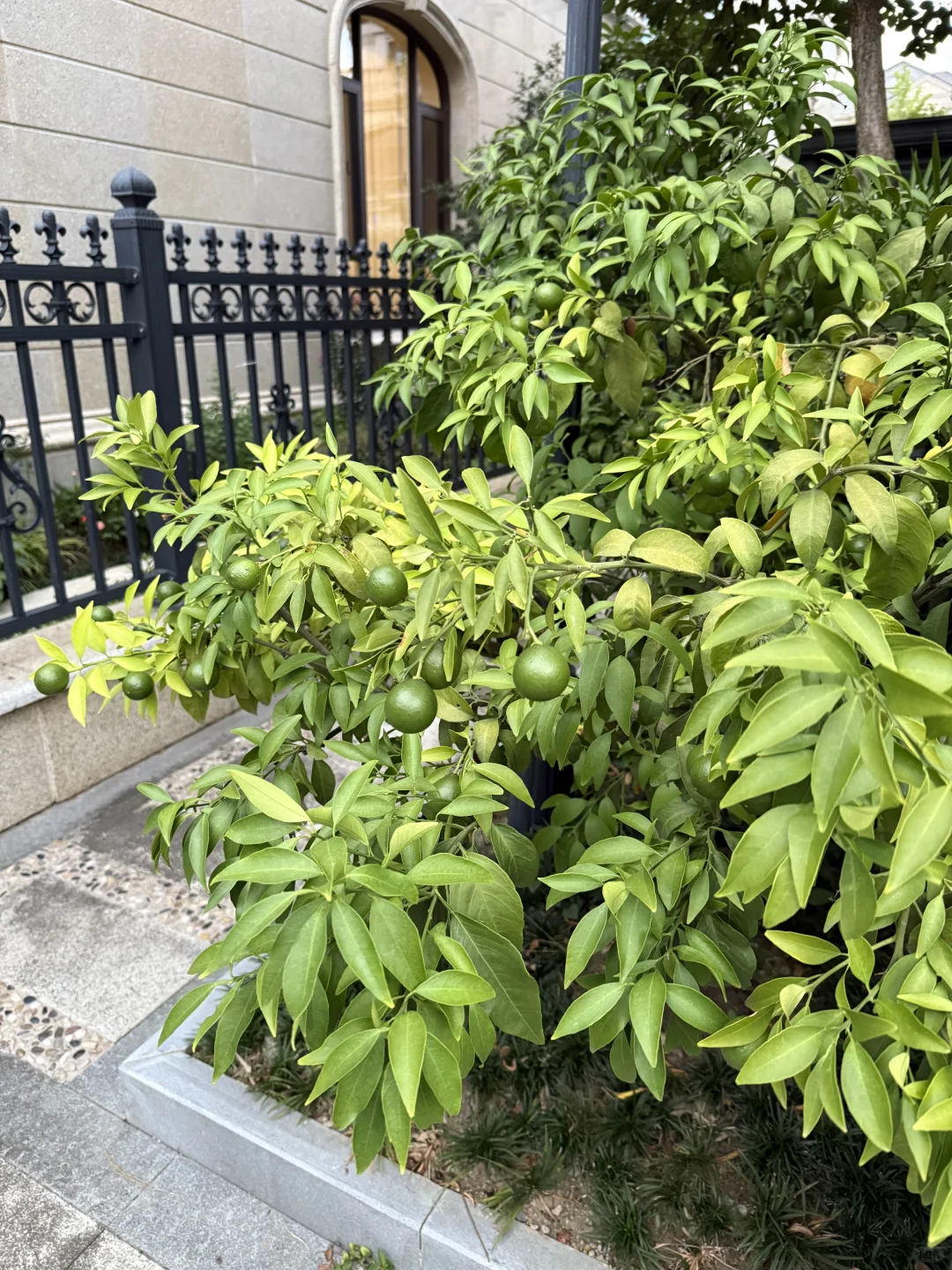 独栋别墅｜我家窗里是繁华，窗外是风景