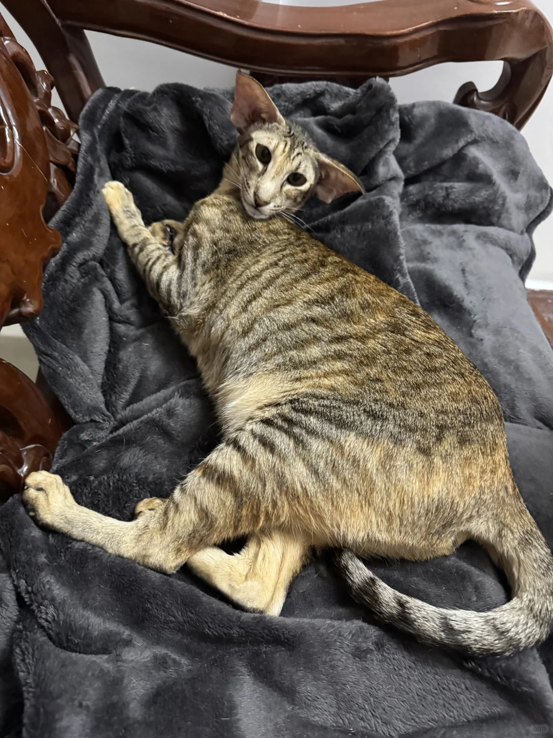 妖娆小猫咪