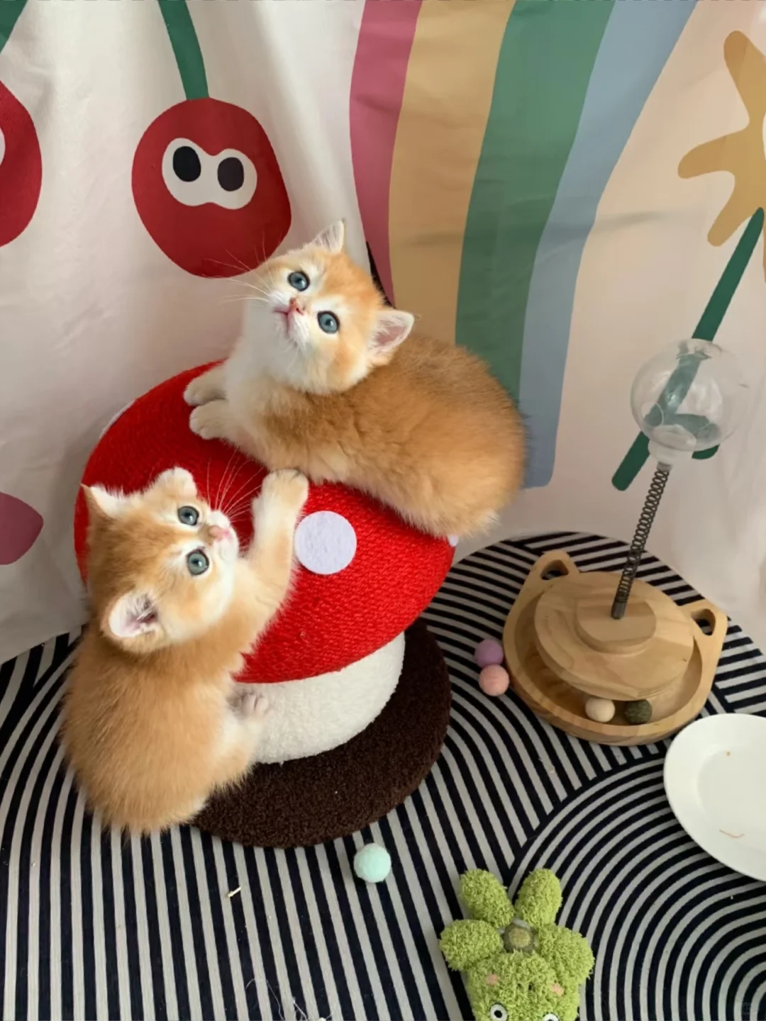 附近有人要养金渐层吗？