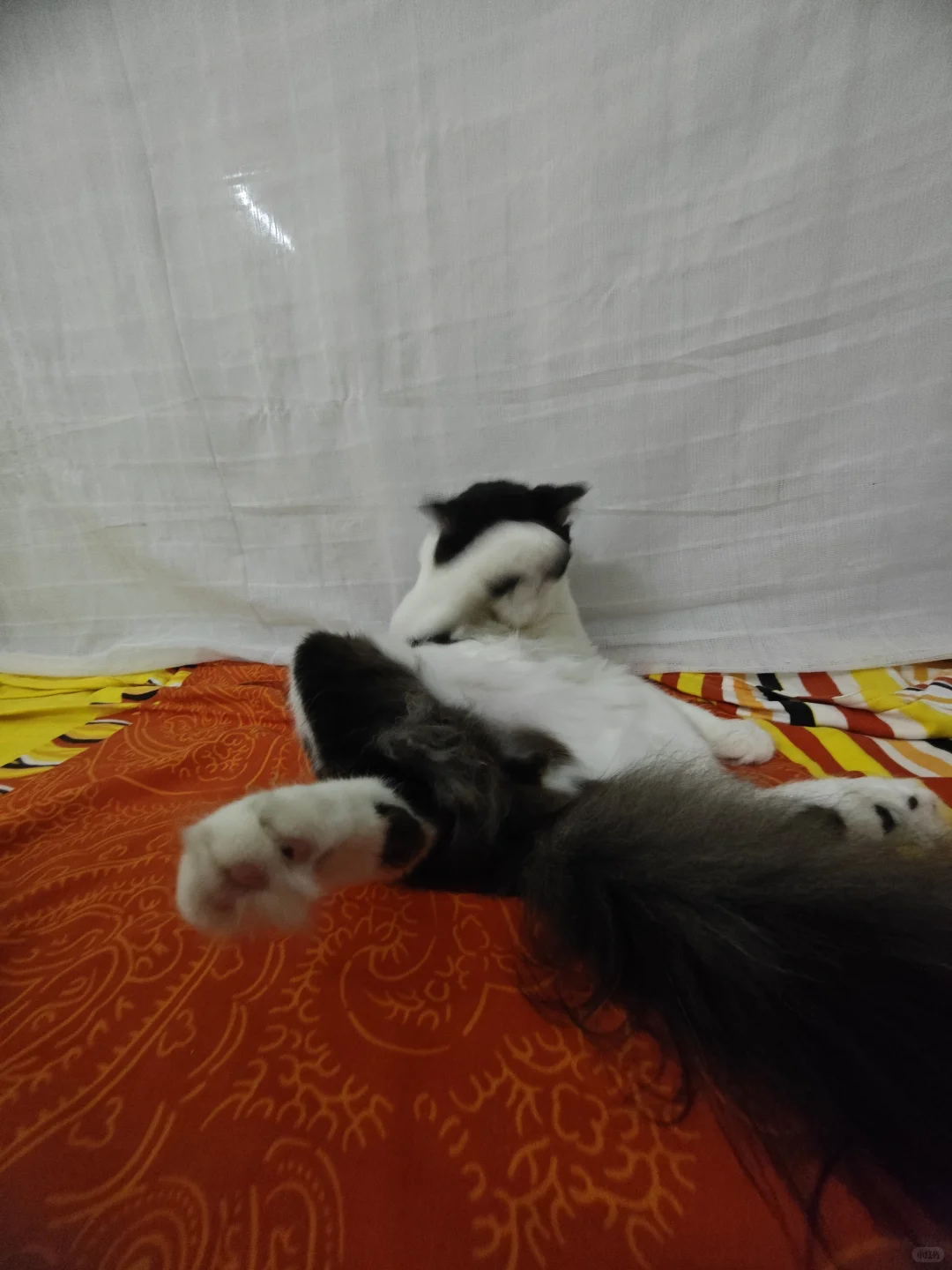 猫儿个妖娆