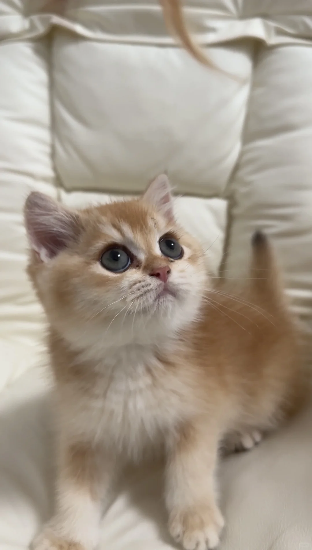 佛山顺德养猫