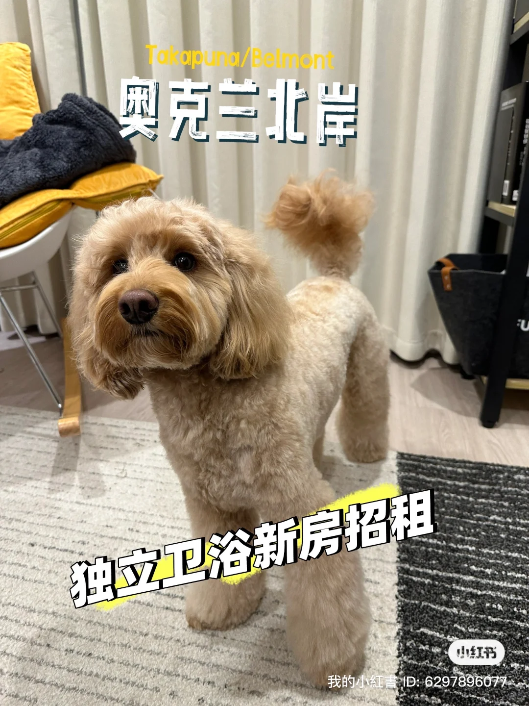 奥克兰北岸新房招租独立卫浴