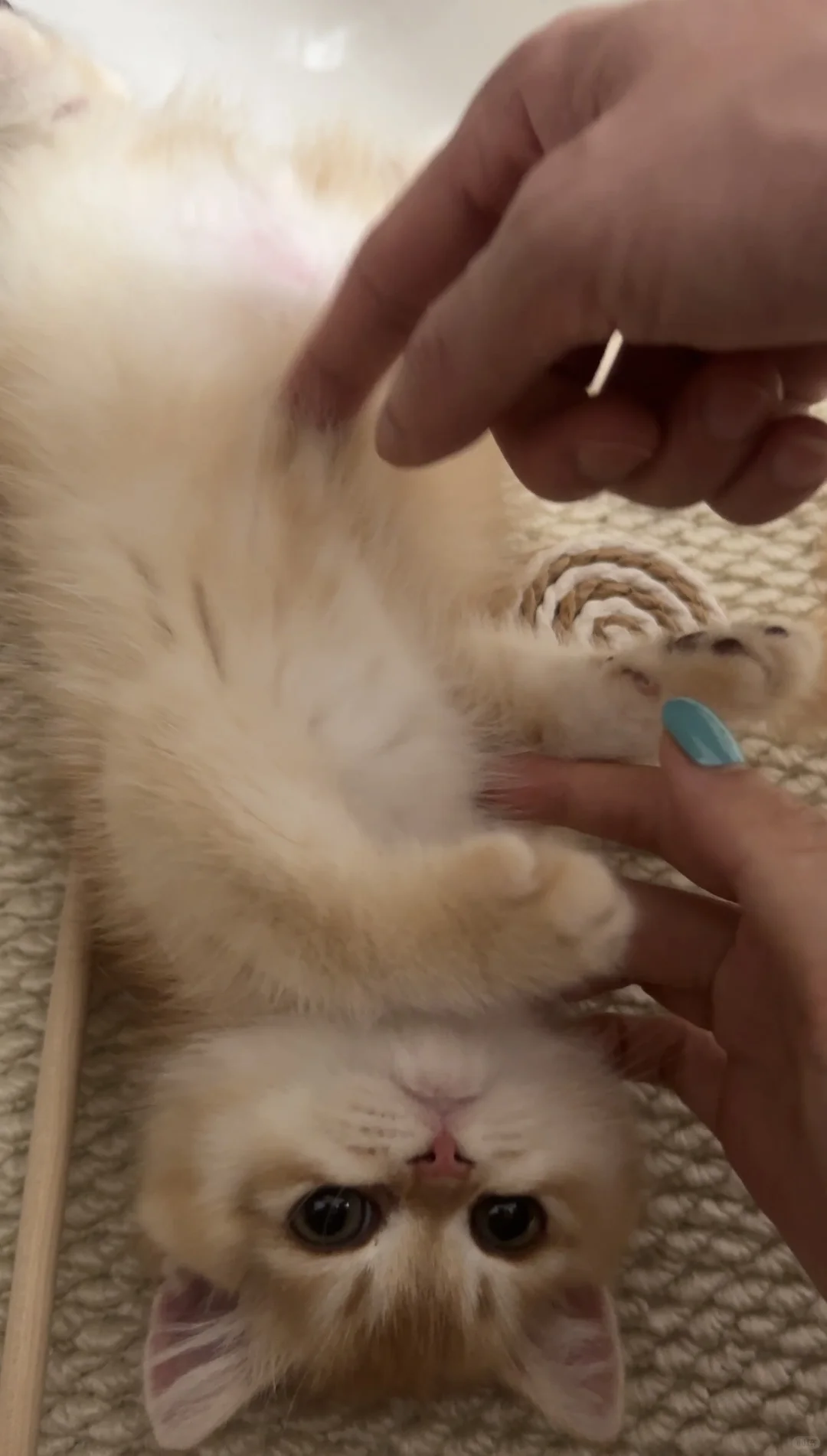 佛山顺德养猫