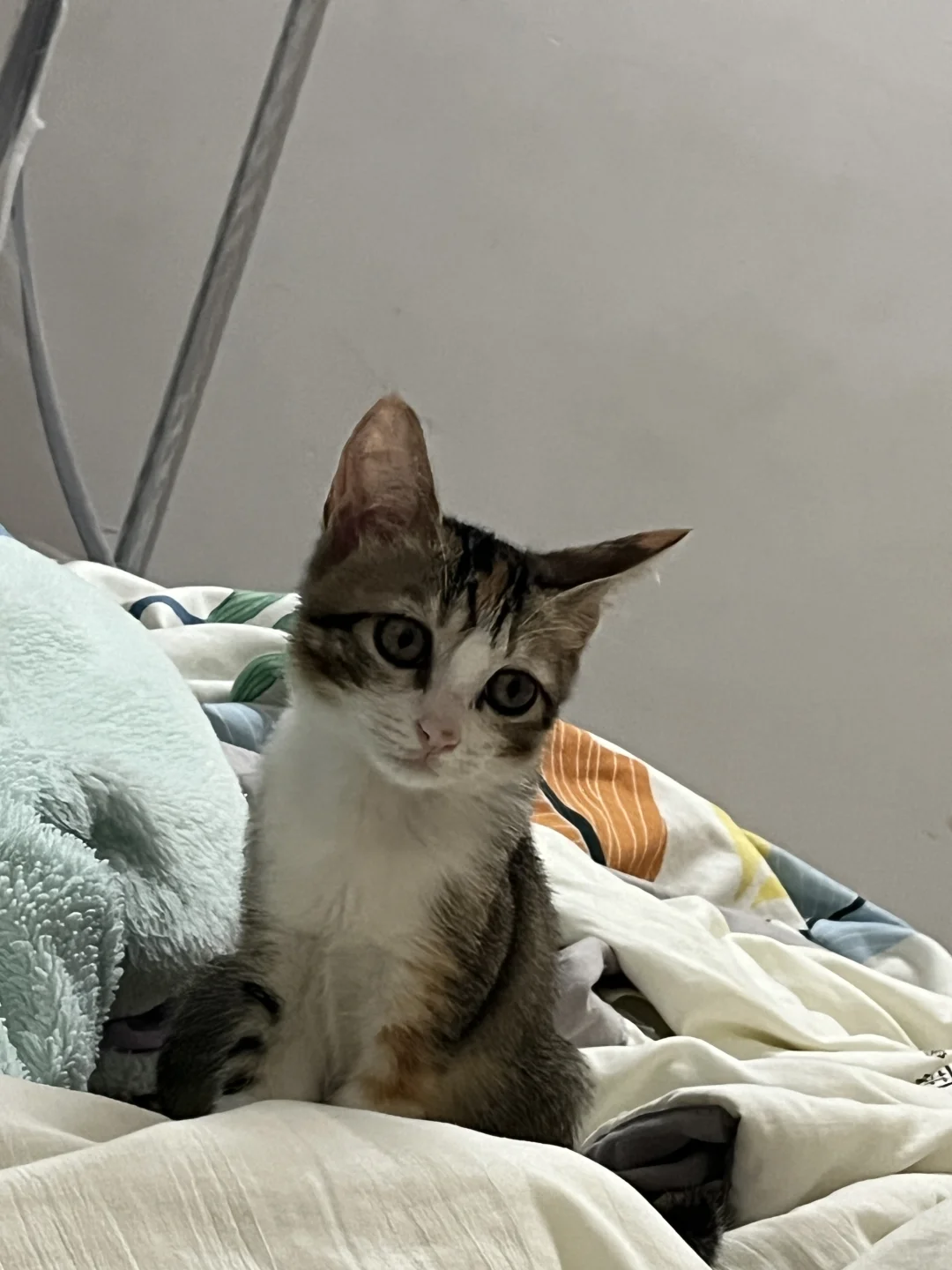 坐姿端正，躺的妖娆的小猫咪