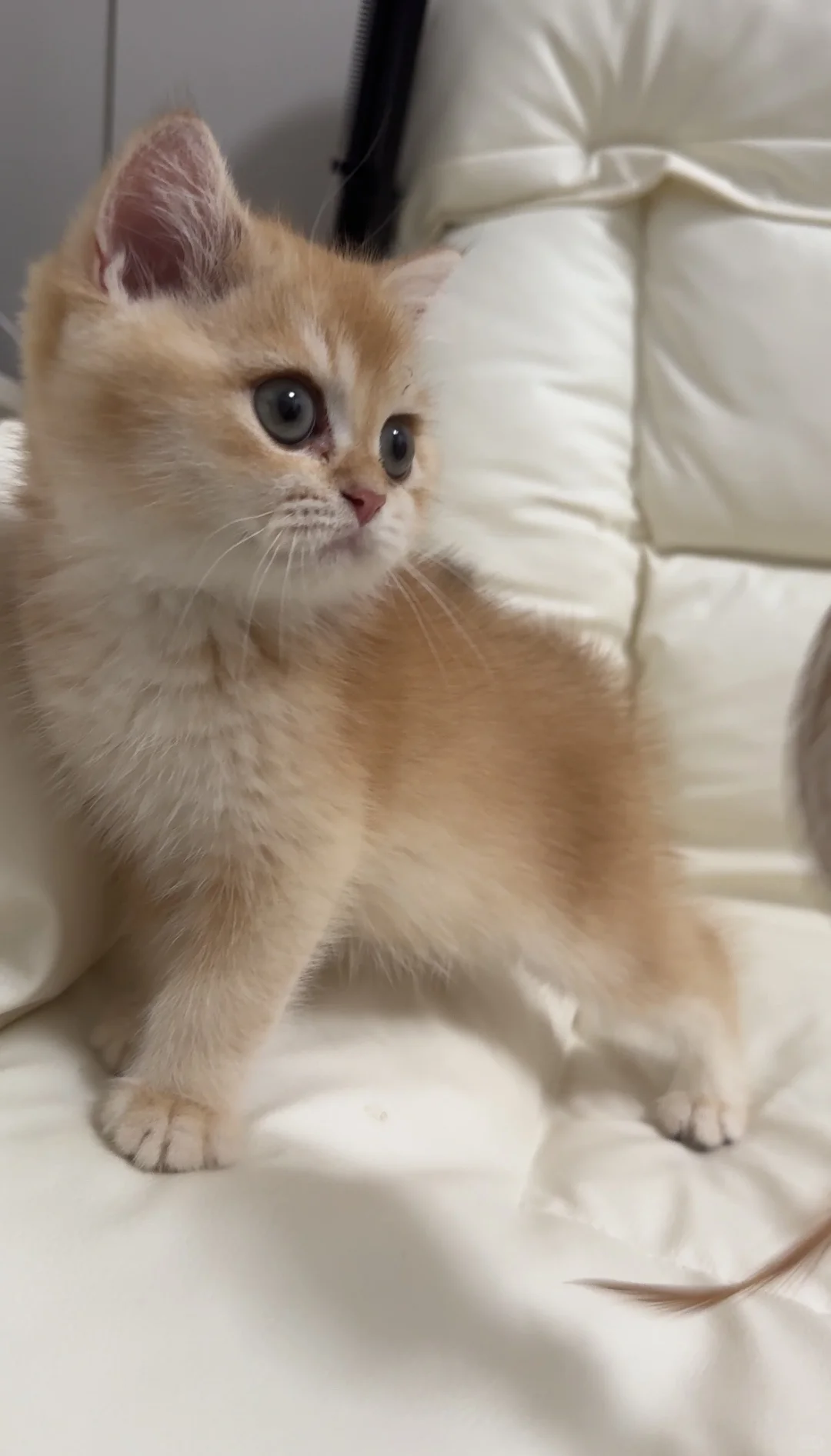 佛山顺德养猫