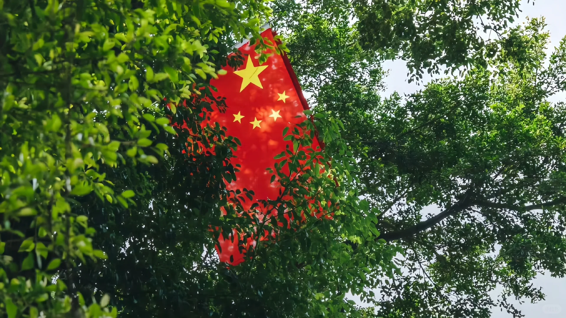 清澈的爱，只为中国