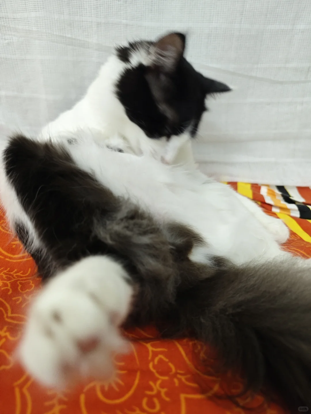 猫儿个妖娆