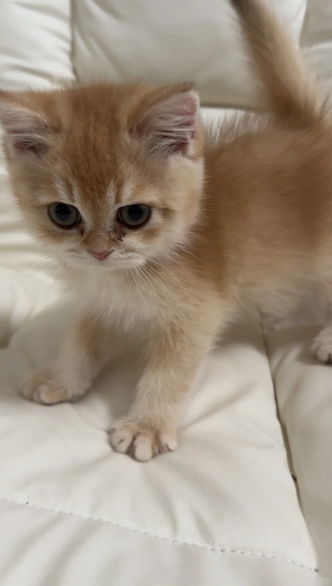 佛山顺德养猫
