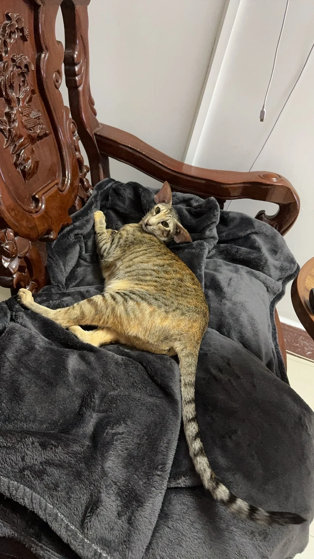 妖娆小猫咪