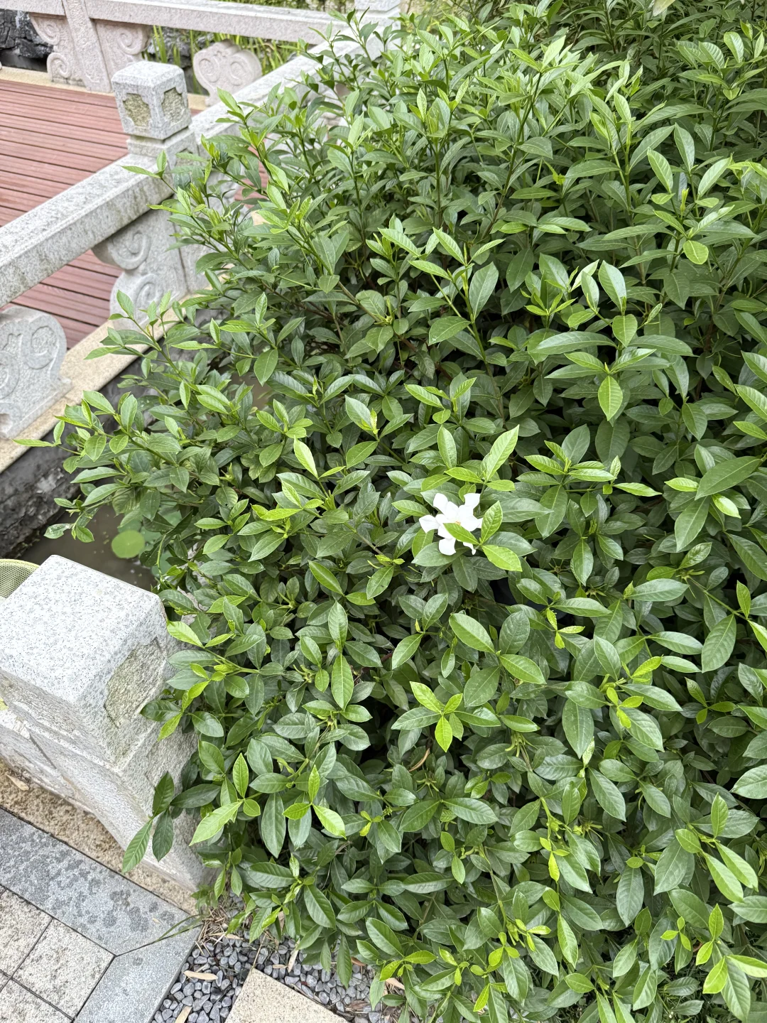 独栋别墅｜我家窗里是繁华，窗外是风景