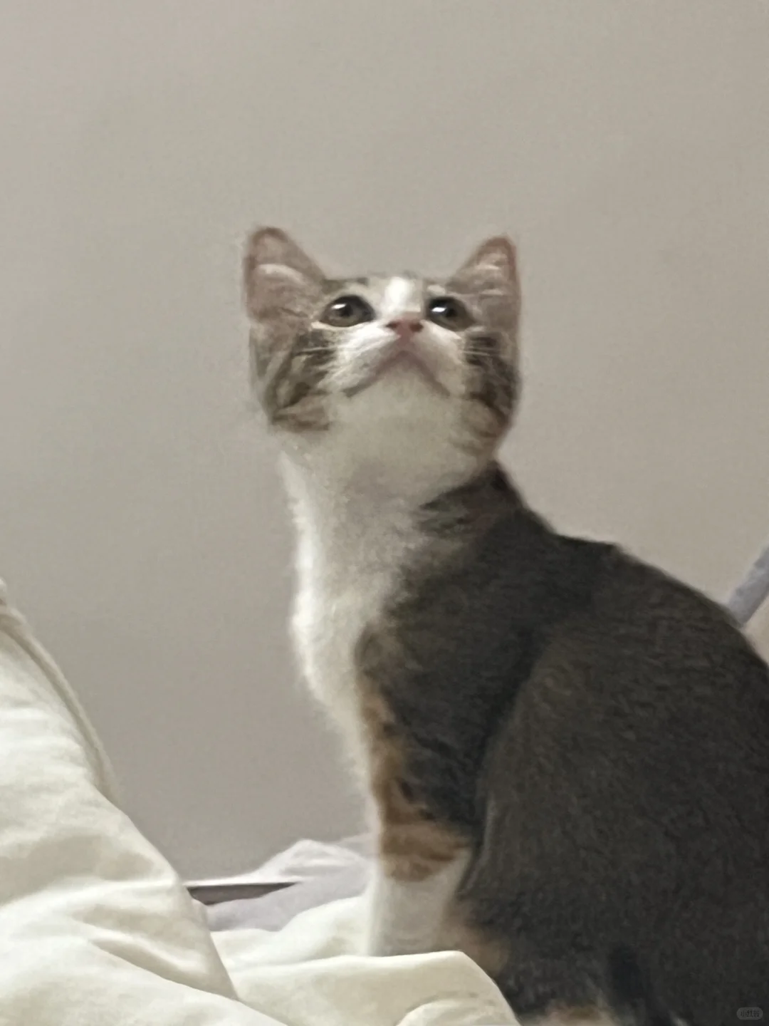 坐姿端正，躺的妖娆的小猫咪