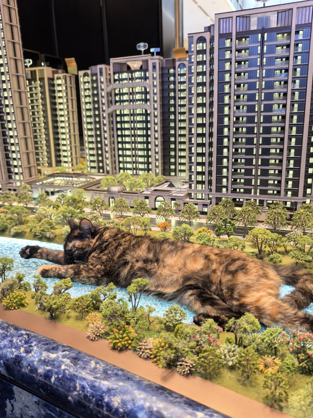 趴在售楼处沙盘睡觉的猫