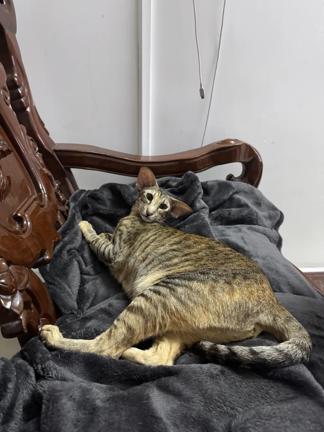 妖娆小猫咪