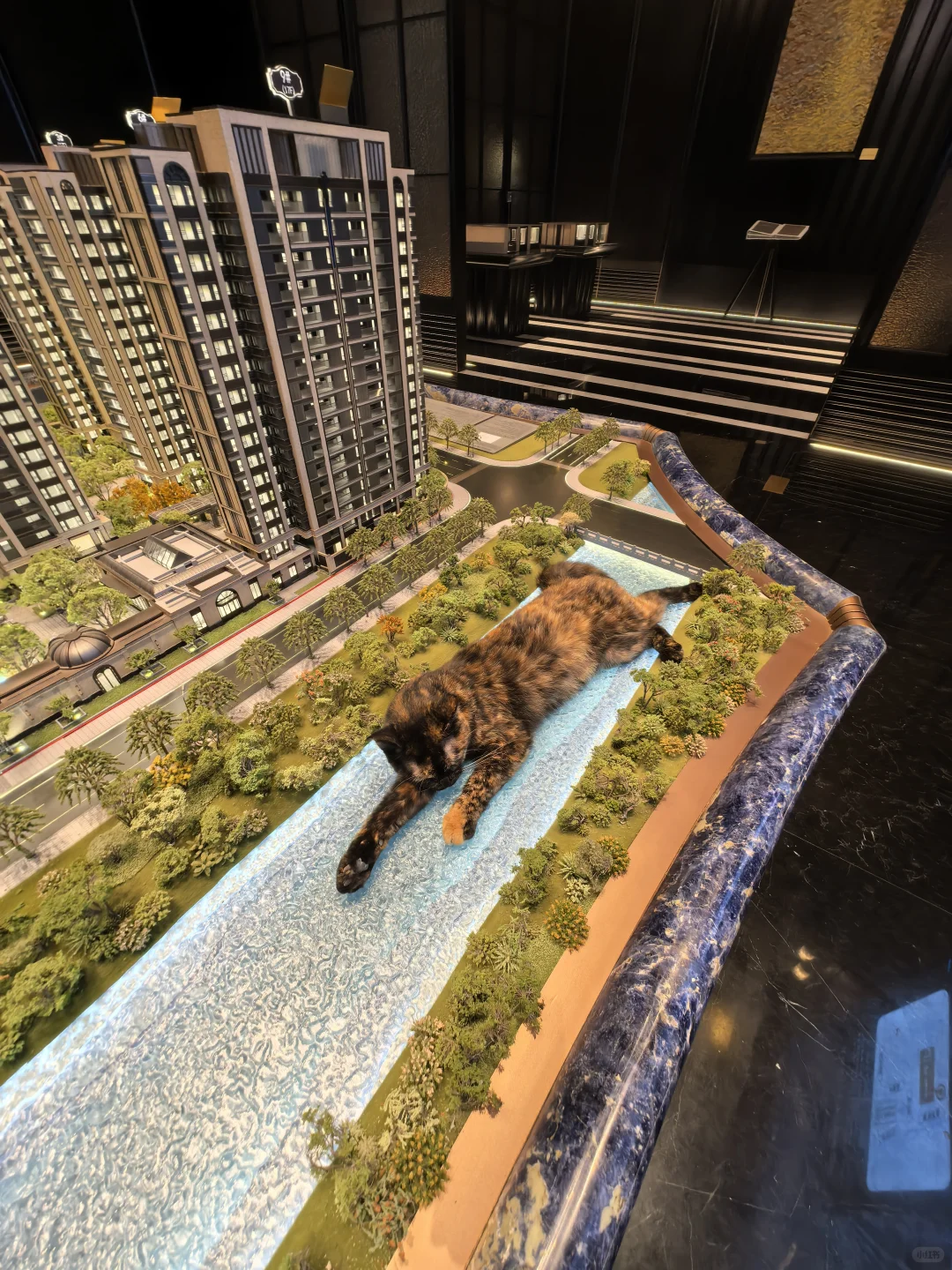 趴在售楼处沙盘睡觉的猫
